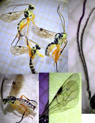 Syrphoctonus tarsatorius